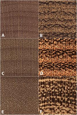 Towards Sustainable North American Wood Product Value Chains, Part I: Computer Vision Identification of Diffuse Porous Hardwoods